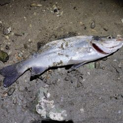 3バラし💦取りたかった。