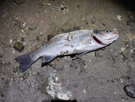 3バラし💦取りたかった。