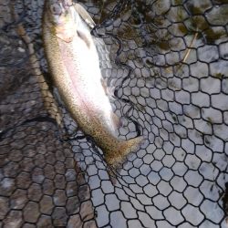 バス釣りからのトラウトフィッシング