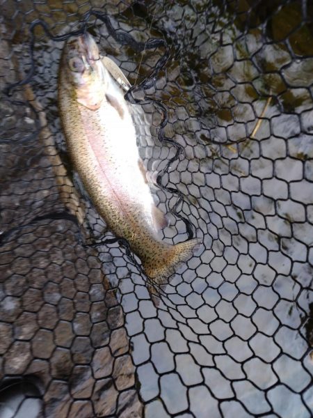 バス釣りからのトラウトフィッシング