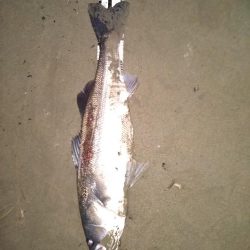 シーバスランカー＋おまけ