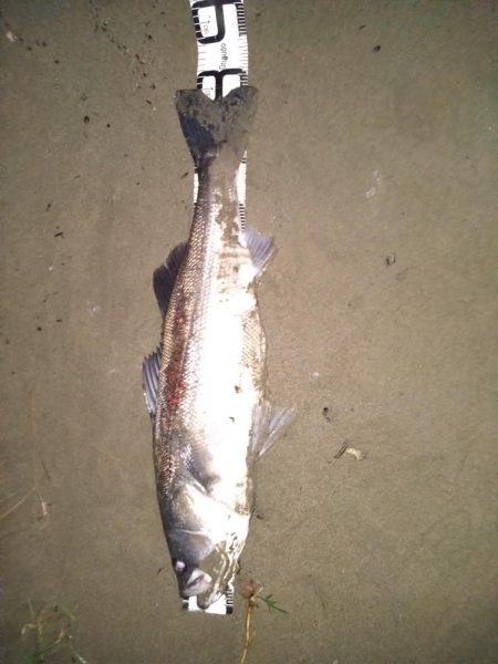 シーバスランカー＋おまけ