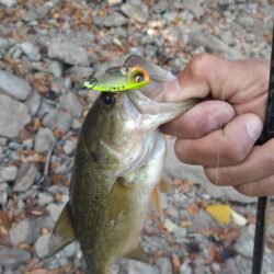 リアクションの釣りで3本