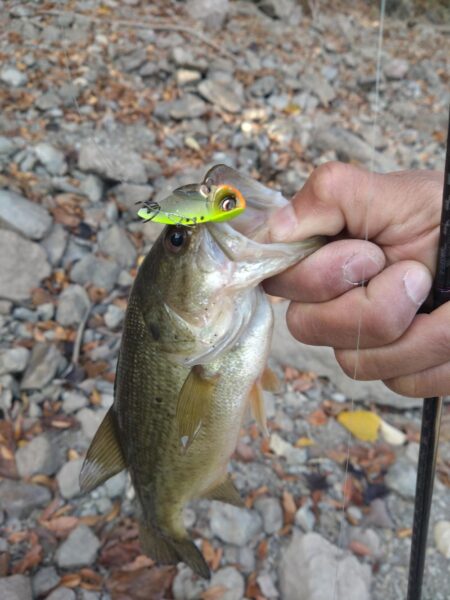 リアクションの釣りで3本