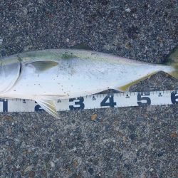 お久しぶりです！