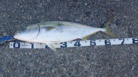 お久しぶりです！