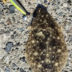 みんな青物は何処へ