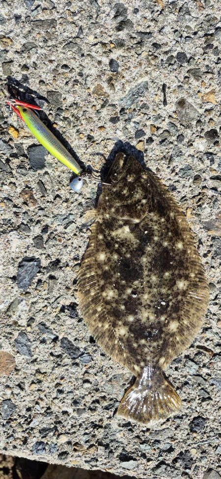 みんな青物は何処へ