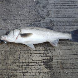 夜から朝マズメのダブルヘッダー。