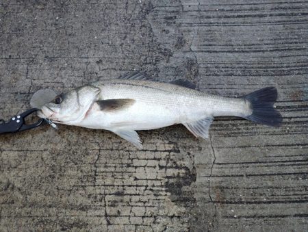 夜から朝マズメのダブルヘッダー。