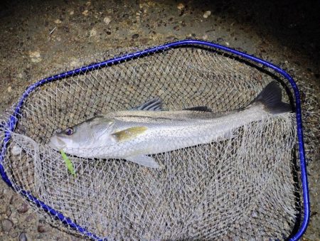 諦めて帰らんでよかった。