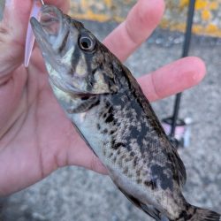 青森遠征ライトロック1日目