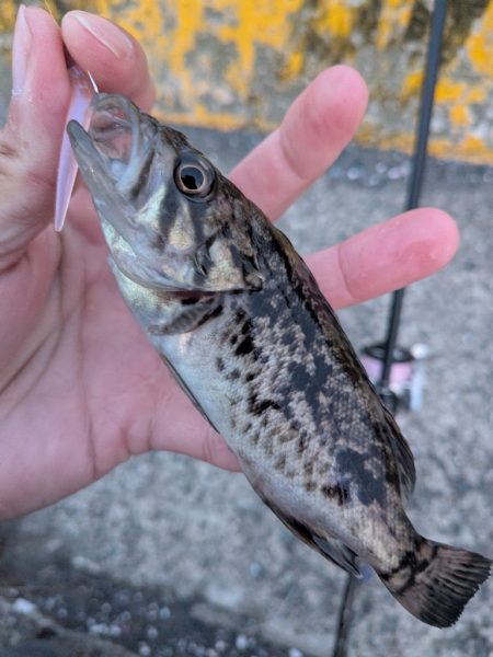 青森遠征ライトロック1日目