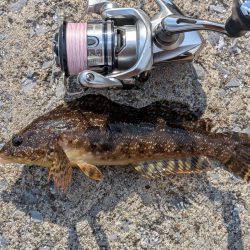 青森遠征ライトロック2日目アイナメ登場