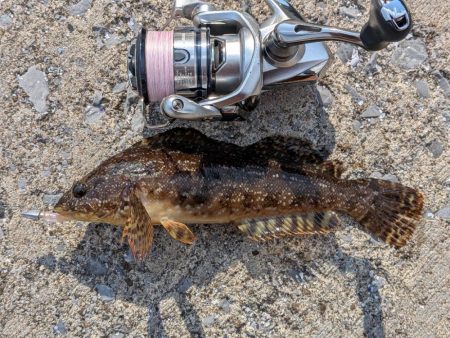 青森遠征ライトロック2日目アイナメ登場