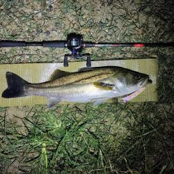 連日のシーバス調査