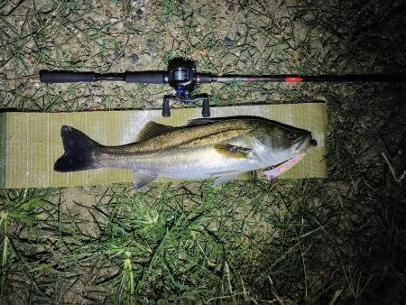 連日のシーバス調査