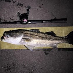 小潮のシーバス調査