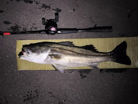 小潮のシーバス調査