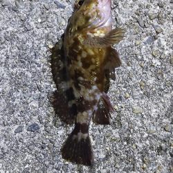 アジ探し@佐野漁港