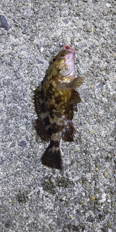 アジ探し@佐野漁港