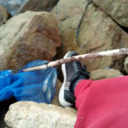 淀川マハゼ最盛期