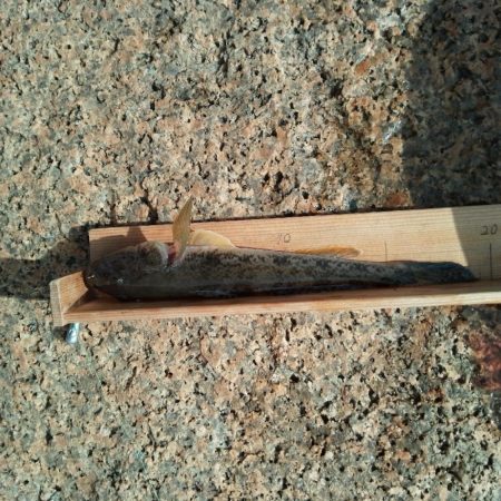 マハゼ〜あと一歩…