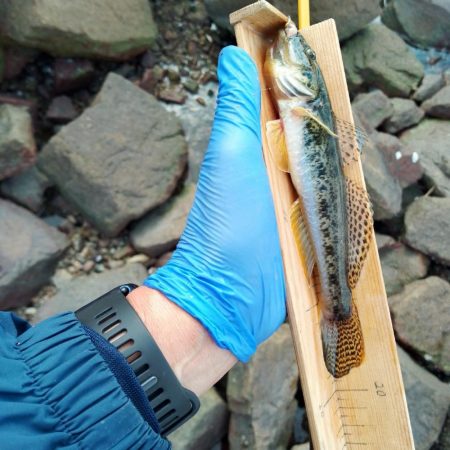 ようやく20cm超えのマハゼ