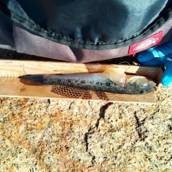 マハゼ〜サイズ更新