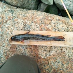 マハゼ　〜まだ行けそう