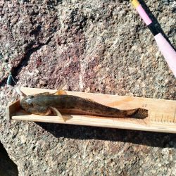 マハゼ〜日課…