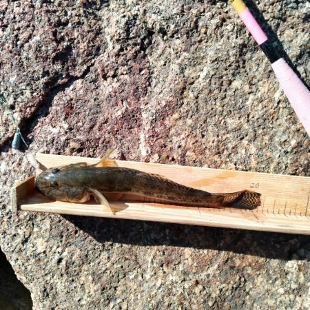 マハゼ〜日課…