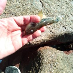 マハゼ〜渋い…