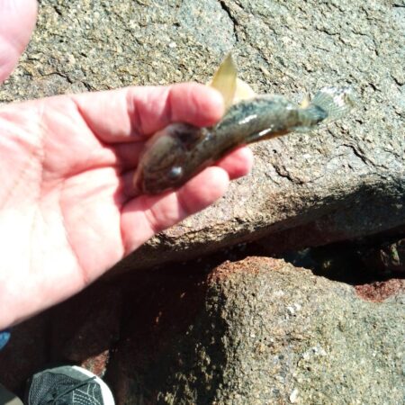 マハゼ〜渋い…