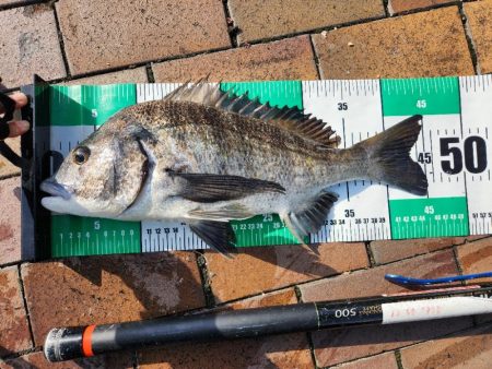 広島市内河川チヌトップ！