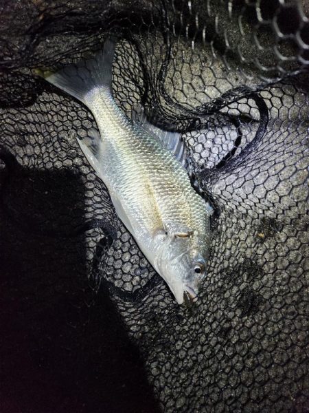 しごおわチニング