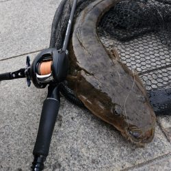 市内河川デカマゴチ！