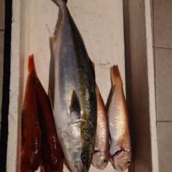 初ホウボウ＆白甘鯛