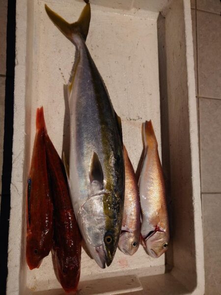 初ホウボウ＆白甘鯛