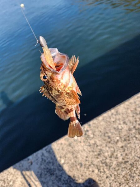 広島呉地区開拓