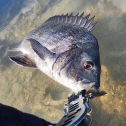 呉地区チニング