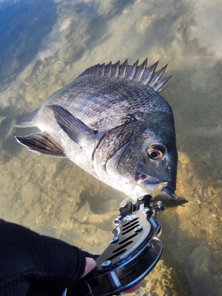 呉地区チニング