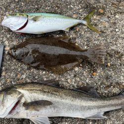 シーバス、ツバス、ヒラメがヒット！