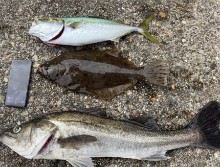 シーバス、ツバス、ヒラメがヒット！