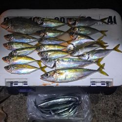 湧いた良型サヨリからのアジ