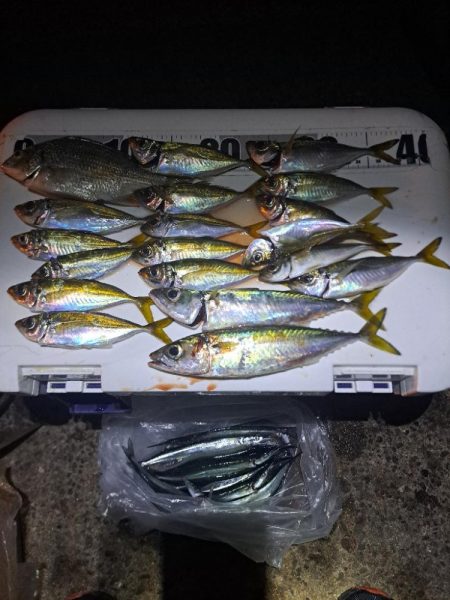 湧いた良型サヨリからのアジ