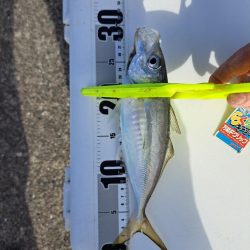 逢えたデカあじ