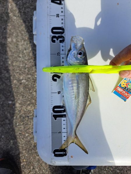 逢えたデカあじ