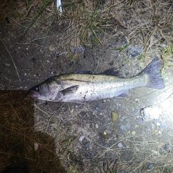 シーバスとアジ