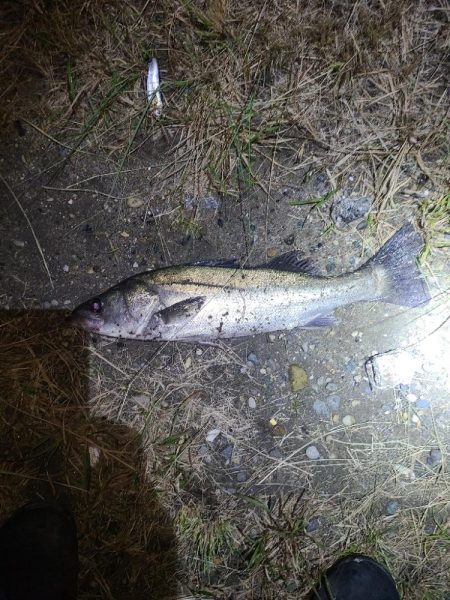 シーバスとアジ